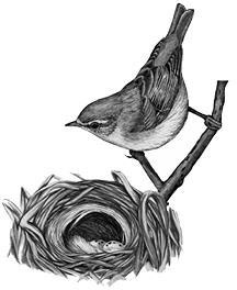 Лесные тайнички Лесные тайнички