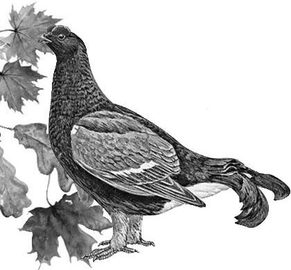 Лесные тайнички Лесные тайнички