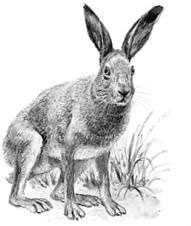 Лесные тайнички Лесные тайнички