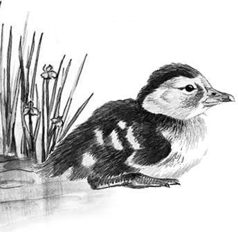 Лесные тайнички Лесные тайнички