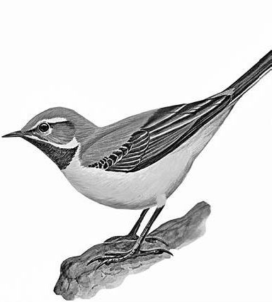 Лесные тайнички Лесные тайнички