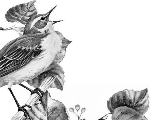 Лесные тайнички Лесные тайнички