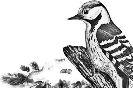 Лесные тайнички Лесные тайнички