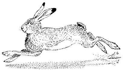 Лесные тайнички Лесные тайнички