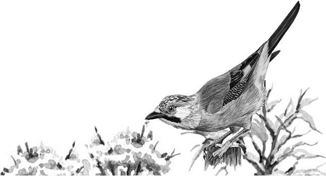 Лесные тайнички Лесные тайнички