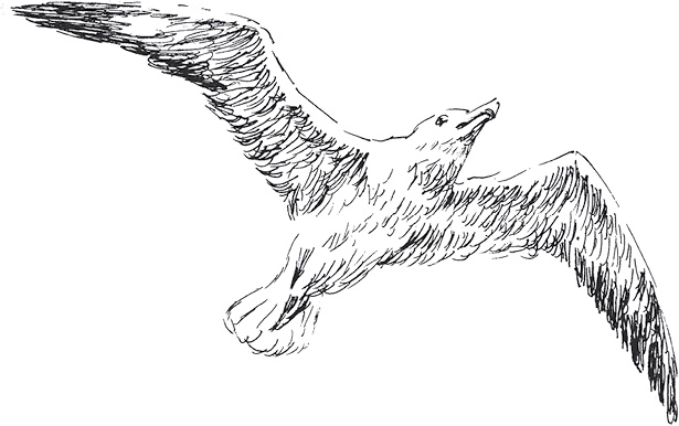 Золото скифов Золото скифов