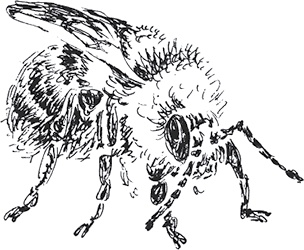 Золото скифов Золото скифов