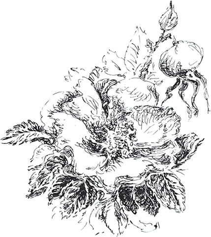 Золото скифов Золото скифов