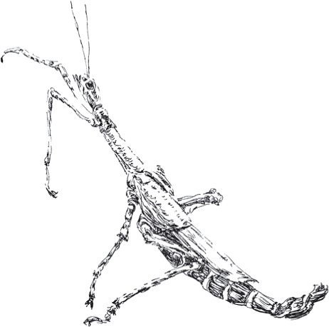 Золото скифов Золото скифов