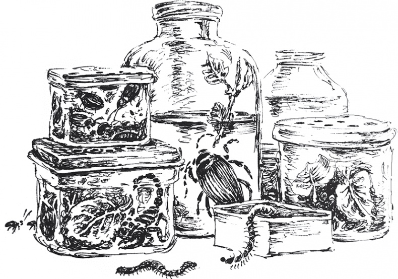 Золото скифов Золото скифов