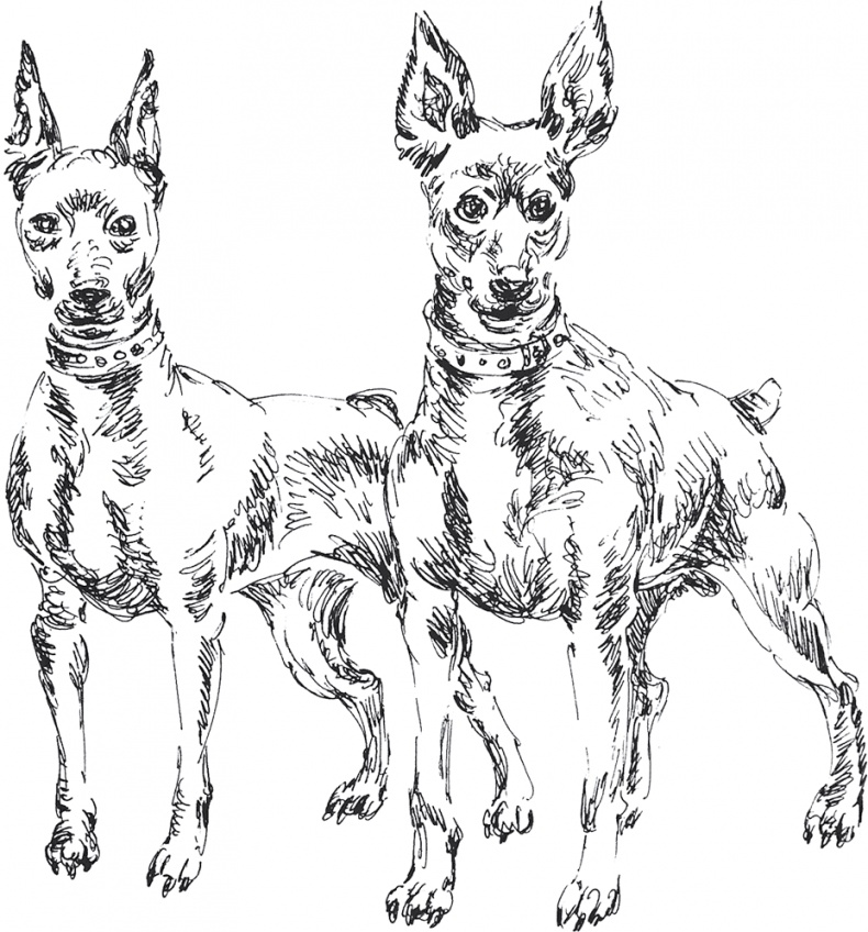 Золото скифов Золото скифов