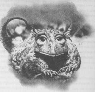 Всё о непослушных принцессах и коварных драконах