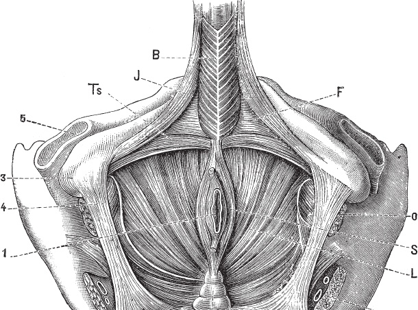 Модицина 2. Апология Модицина 2. Апология