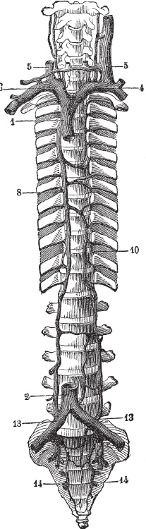 Модицина 2. Апология Модицина 2. Апология