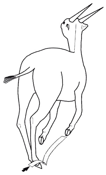 Странности нашей эволюции Странности нашей эволюции