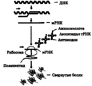 Эволюция Вселенной и происхождение жизни
