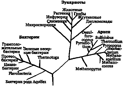 Эволюция Вселенной и происхождение жизни