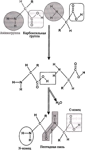 Эволюция Вселенной и происхождение жизни