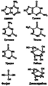 Эволюция Вселенной и происхождение жизни