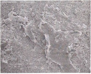 Эволюция Вселенной и происхождение жизни