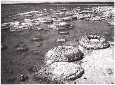 Эволюция Вселенной и происхождение жизни