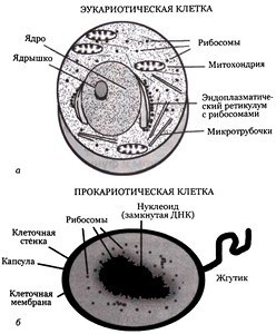 Эволюция Вселенной и происхождение жизни