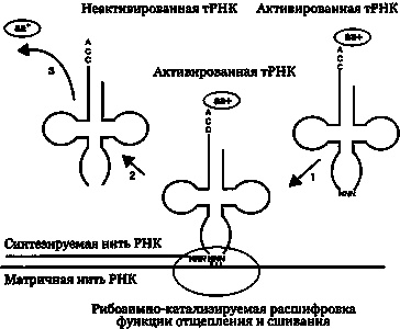 Эволюция Вселенной и происхождение жизни
