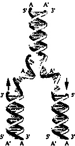 Эволюция Вселенной и происхождение жизни
