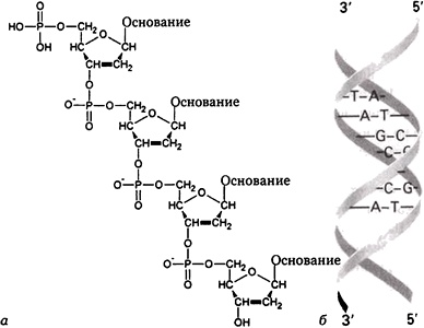 Эволюция Вселенной и происхождение жизни