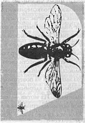 Битва при черной дыре. Мое сражение со Стивеном Хокингом за мир, безопасный для квантовой механики