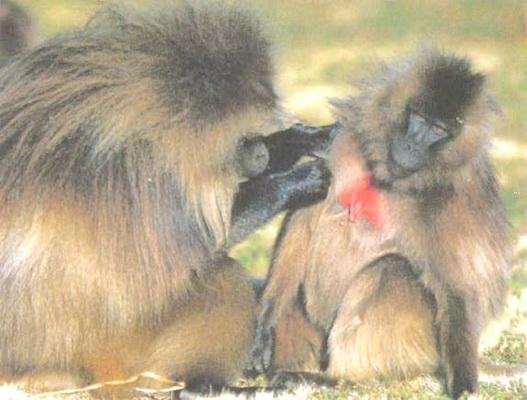 Библия языка телодвижений