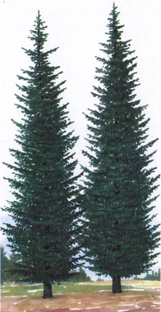 Кельты. Первые европейцы