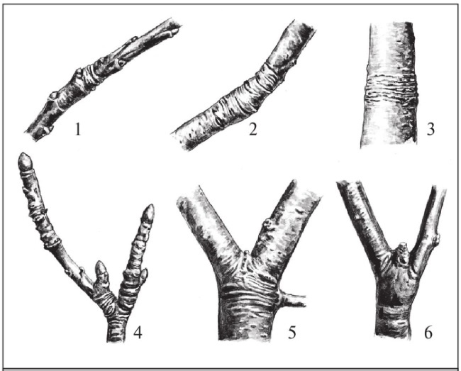 Формирование и обрезка садовых деревьев