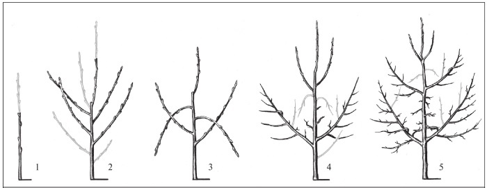 Формирование и обрезка садовых деревьев