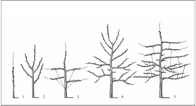 Формирование и обрезка садовых деревьев
