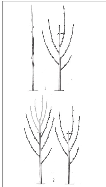 Формирование и обрезка садовых деревьев