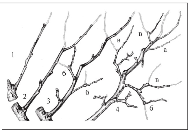 Формирование и обрезка садовых деревьев