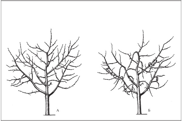 Формирование и обрезка садовых деревьев