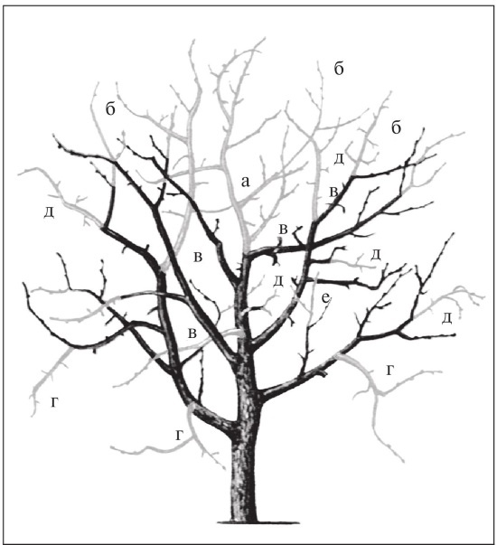 Формирование и обрезка садовых деревьев