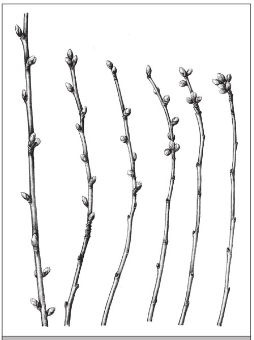 Формирование и обрезка садовых деревьев