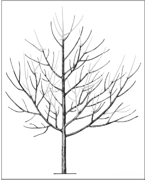 Формирование и обрезка садовых деревьев