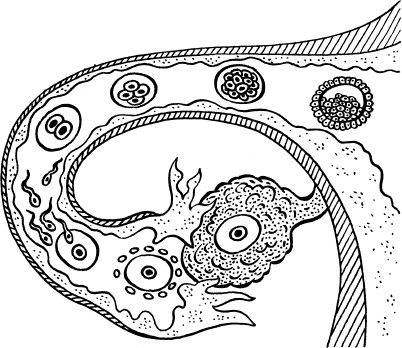 Мать и дитя. Энциклопедия счастливого материнства от зачатия до первых шагов