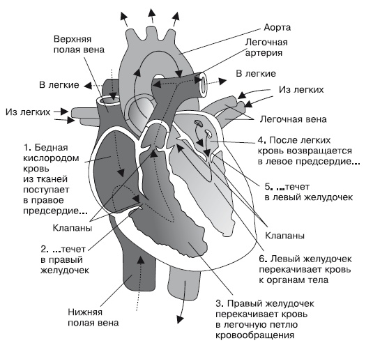 Что показывает кардиограмма Что показывает кардиограмма