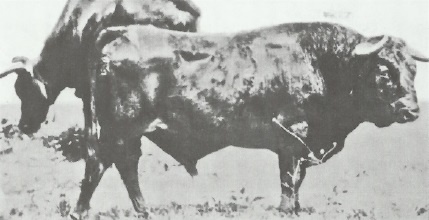 Смерть после полудня Смерть после полудня