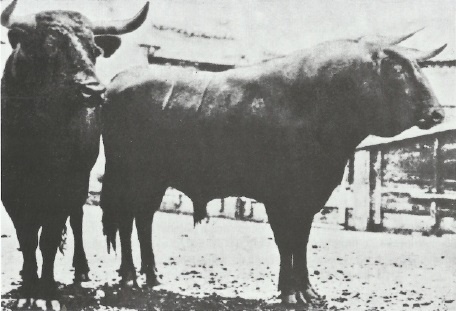 Смерть после полудня Смерть после полудня