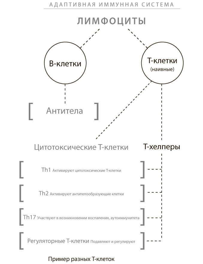 Программа восстановления иммунной системы. Практический курс лечения аутоиммунных заболеваний в четыре этапа