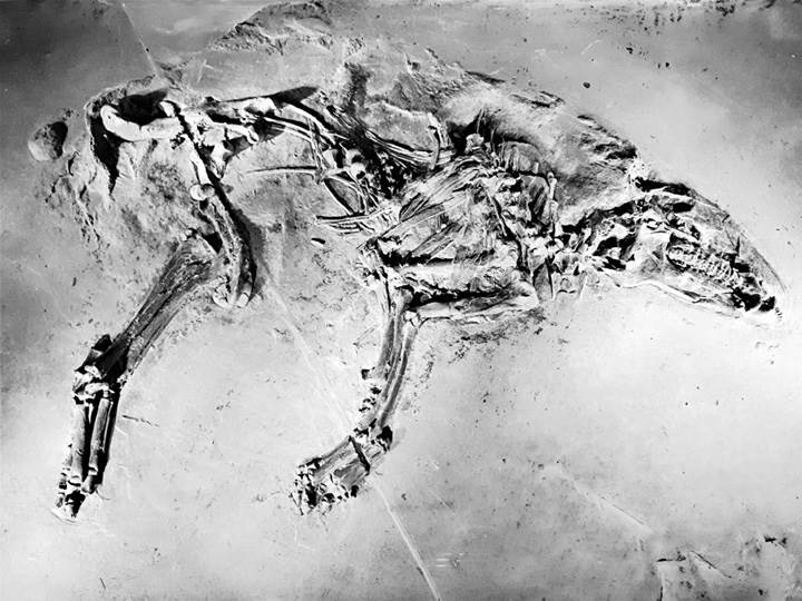 Лошадь. Биография нашего благородного спутника