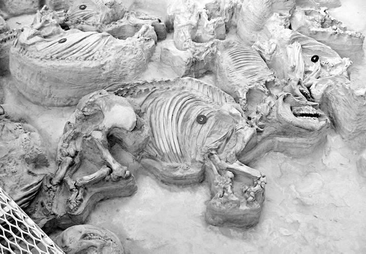 Лошадь. Биография нашего благородного спутника