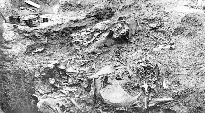 Лошадь. Биография нашего благородного спутника