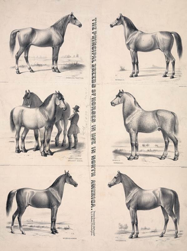 Лошадь. Биография нашего благородного спутника